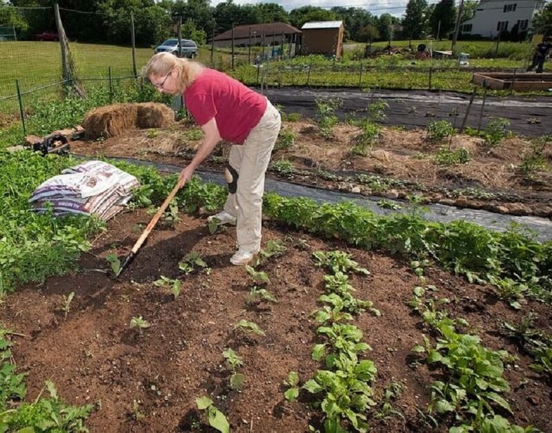 Why Organic Gardening Is Important and How to Get Started