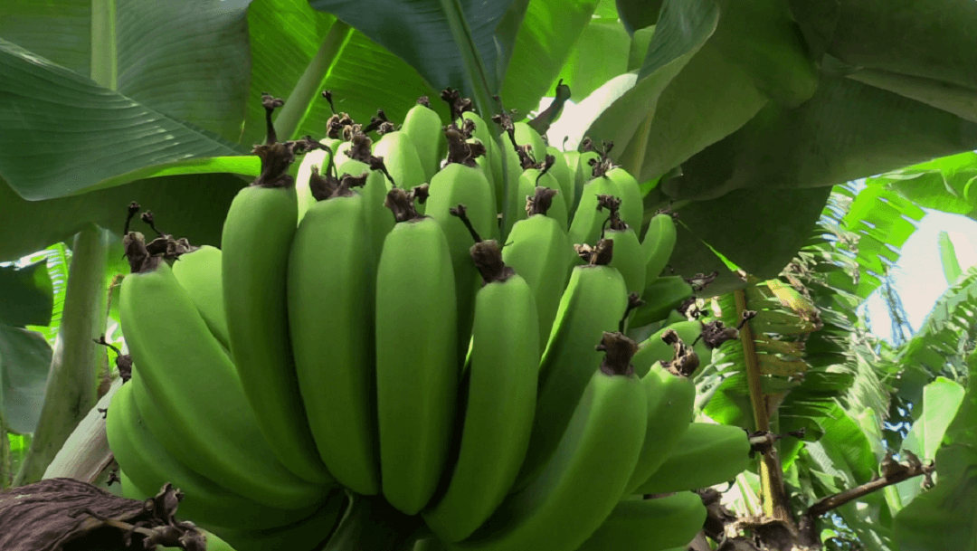 Raw Banana: The Ultimate Superfood for a Healthy Lifestyle