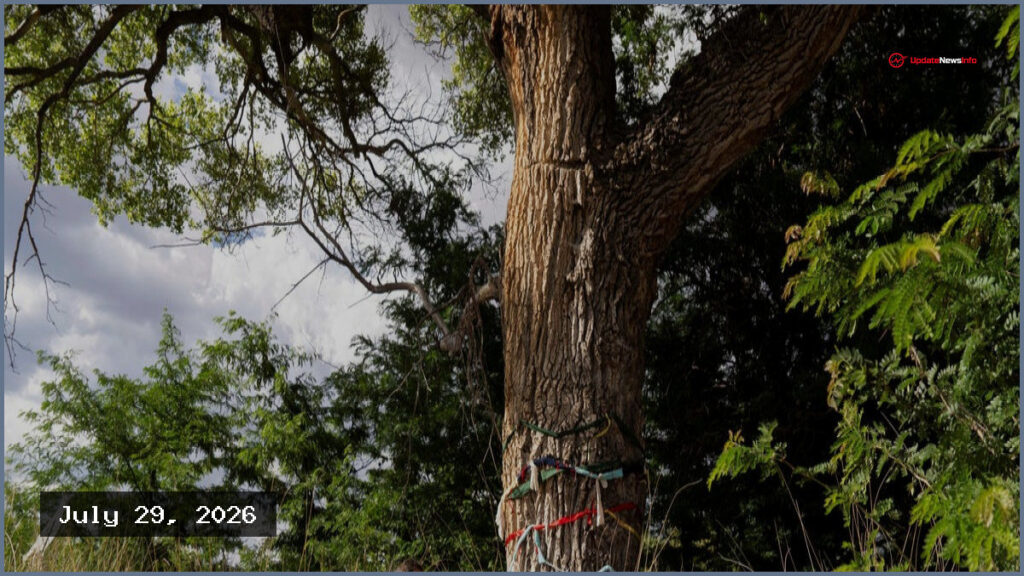 Activists Defend Last Century-Old Tree in Border Wall Path