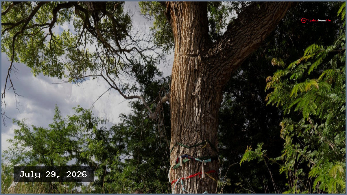 Activists Defend Last Century-Old Tree in Border Wall Path