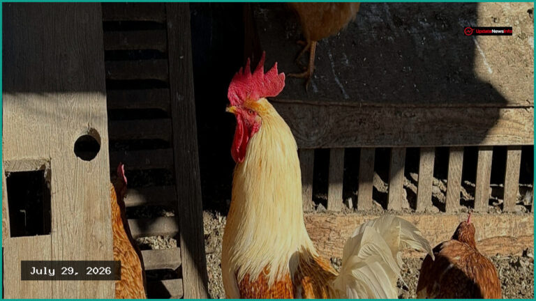 Industrial Poultry Farming Linked to Rise in Campylobacter Bacteria