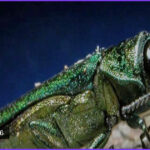 Invasive Ash-Killing Beetle Detected in EU for First Time