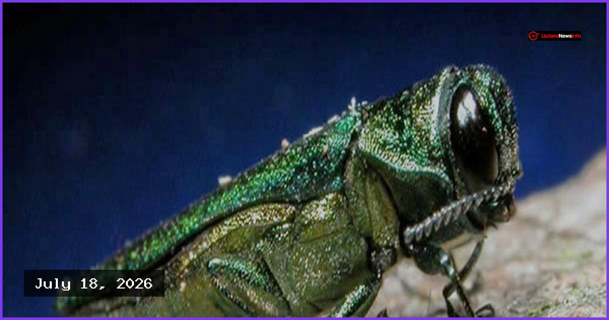 Invasive Ash-Killing Beetle Detected in EU for First Time