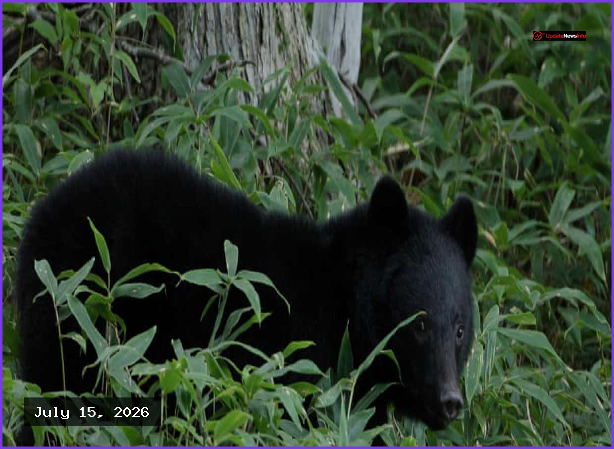 Japanese Officials Hunt Bear Behind String of Kitchen Break-ins