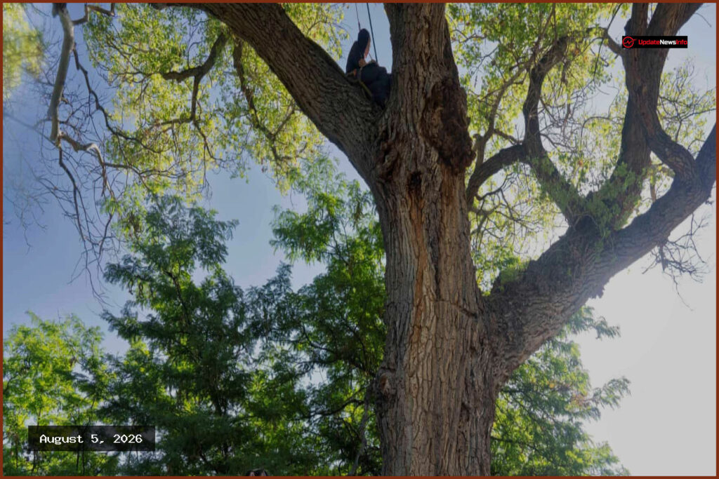 Activists Occupy Ancient Cottonwood Tree to Halt Border Wall