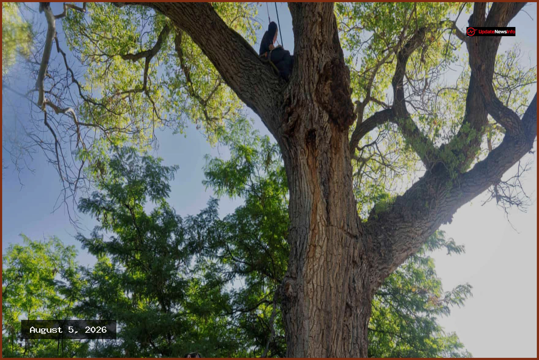 Activists Occupy Ancient Cottonwood Tree to Halt Border Wall